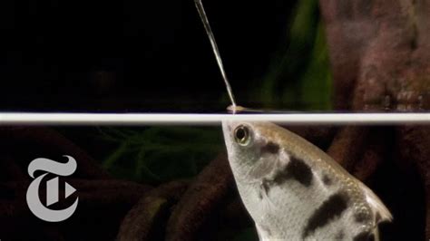 arrow fish|Archerfish .